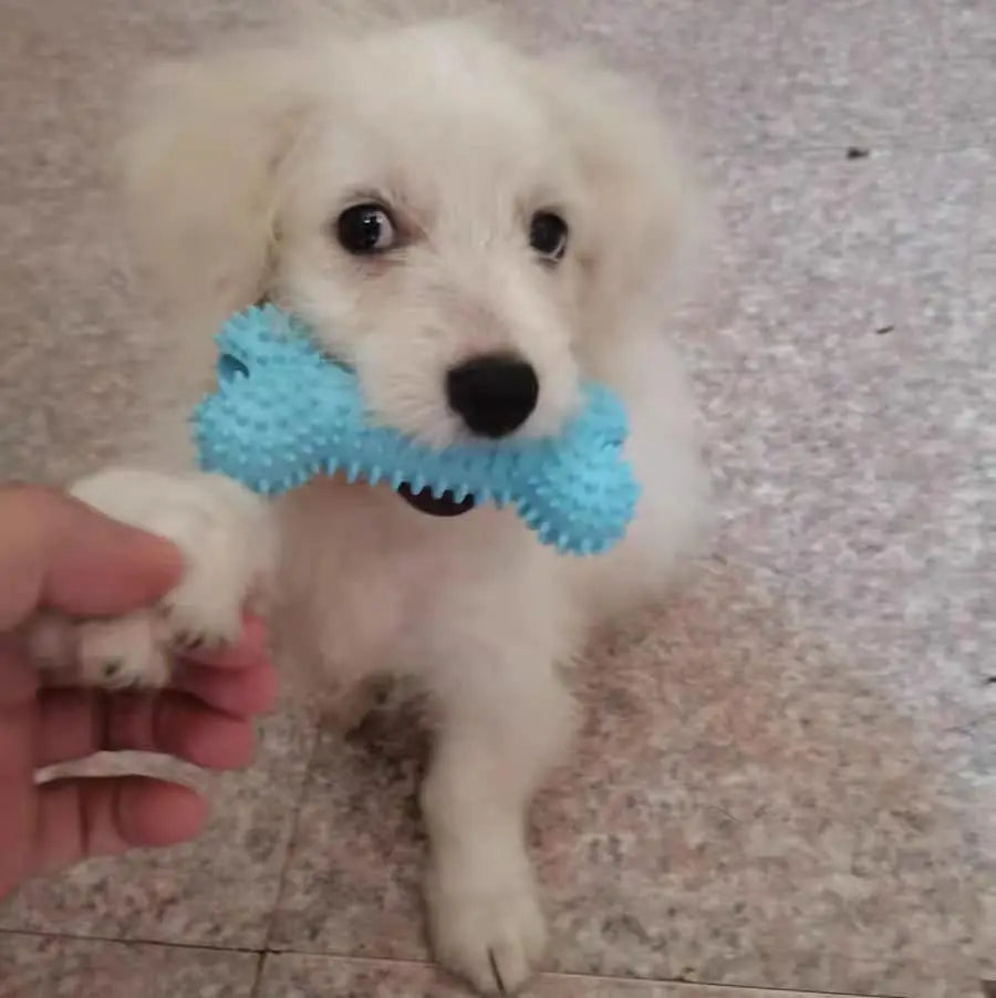 Durable Squeaky Dog Chew Toys - TPR Non-Toxic Puppy Teething Bones, Various Shapes to Satisfy Chewing Instinct